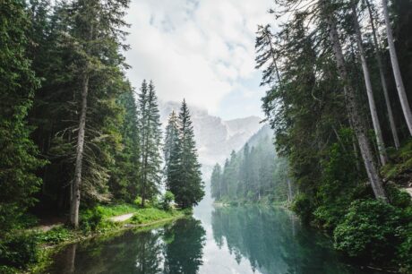 Forest river in the mountains