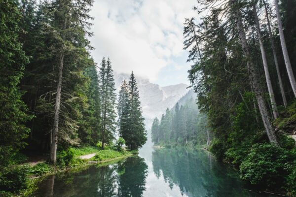 Forest river in the mountains